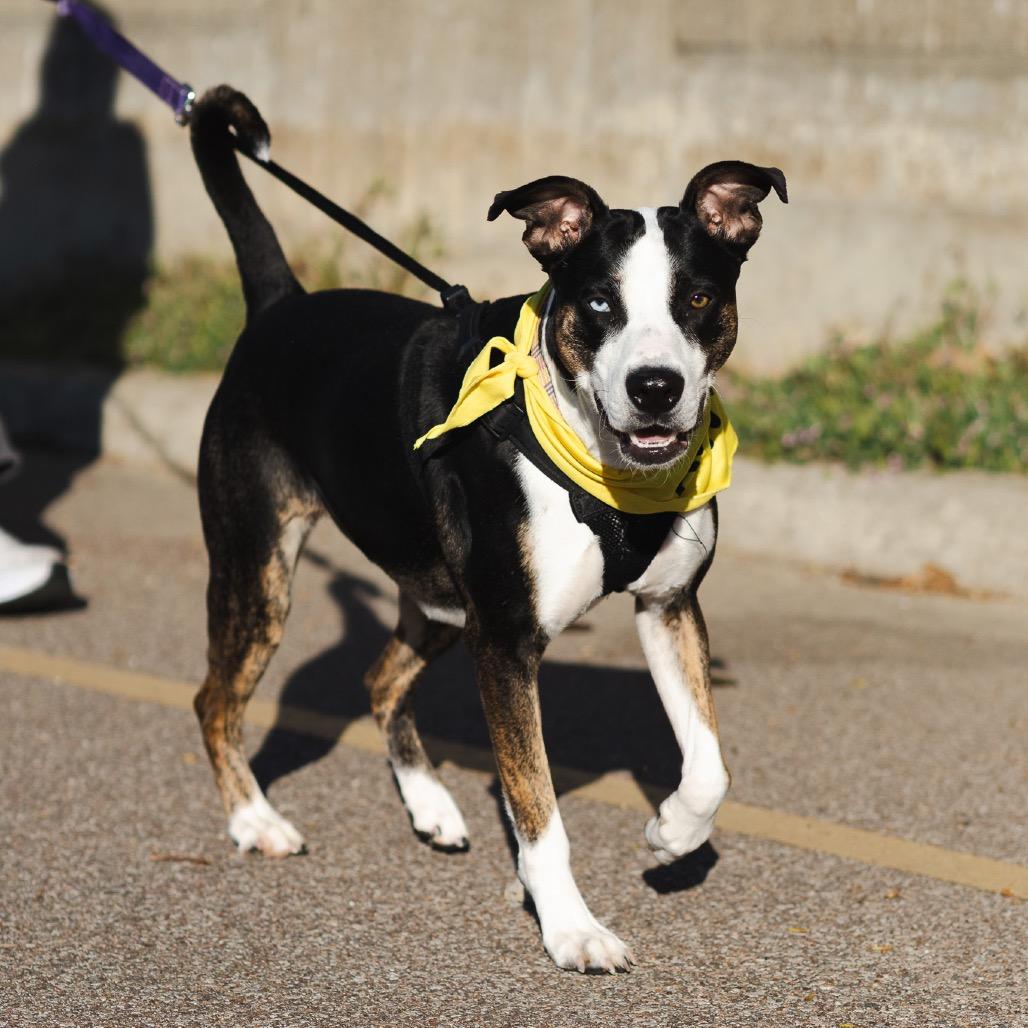 Enlarge Esme, a Adoptable mixed breed in Evansville, IN image 6/6