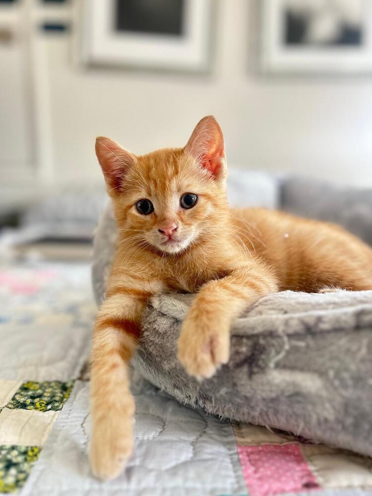 Bogart, Adoptable, Kitten Male Domestic Short Hair.