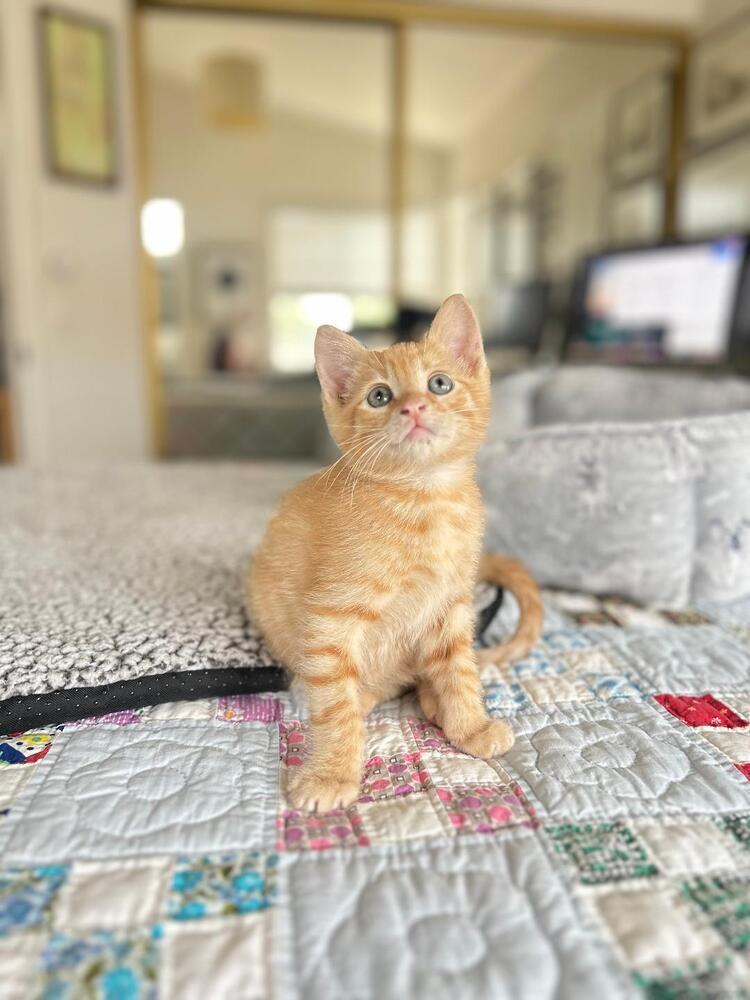 Enlarge Bogart, a Adoptable Domestic Short Hair in Oceanside, CA image 2/5