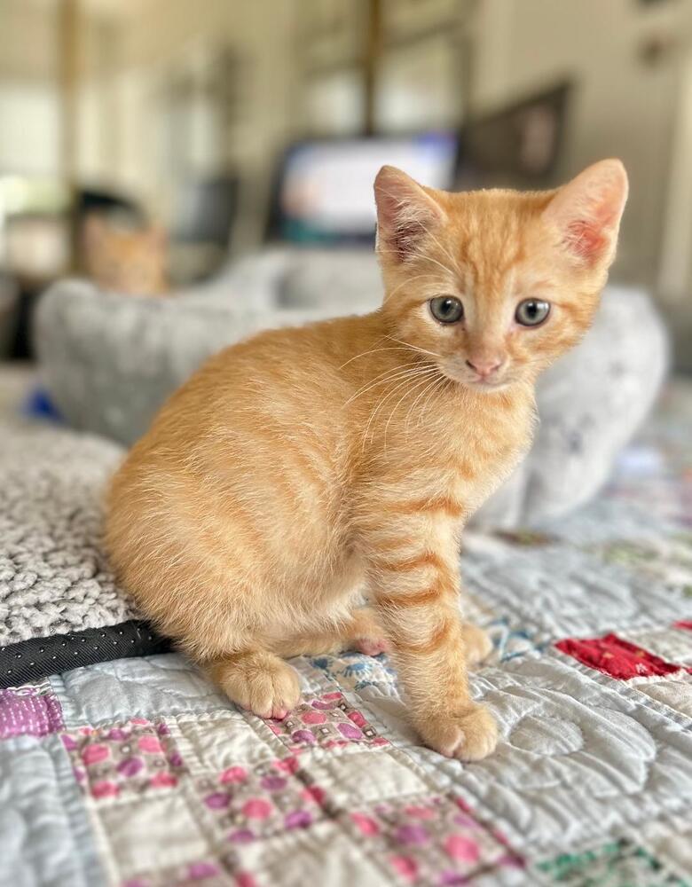 Enlarge Bogart, a Adoptable Domestic Short Hair in Oceanside, CA image 5/5