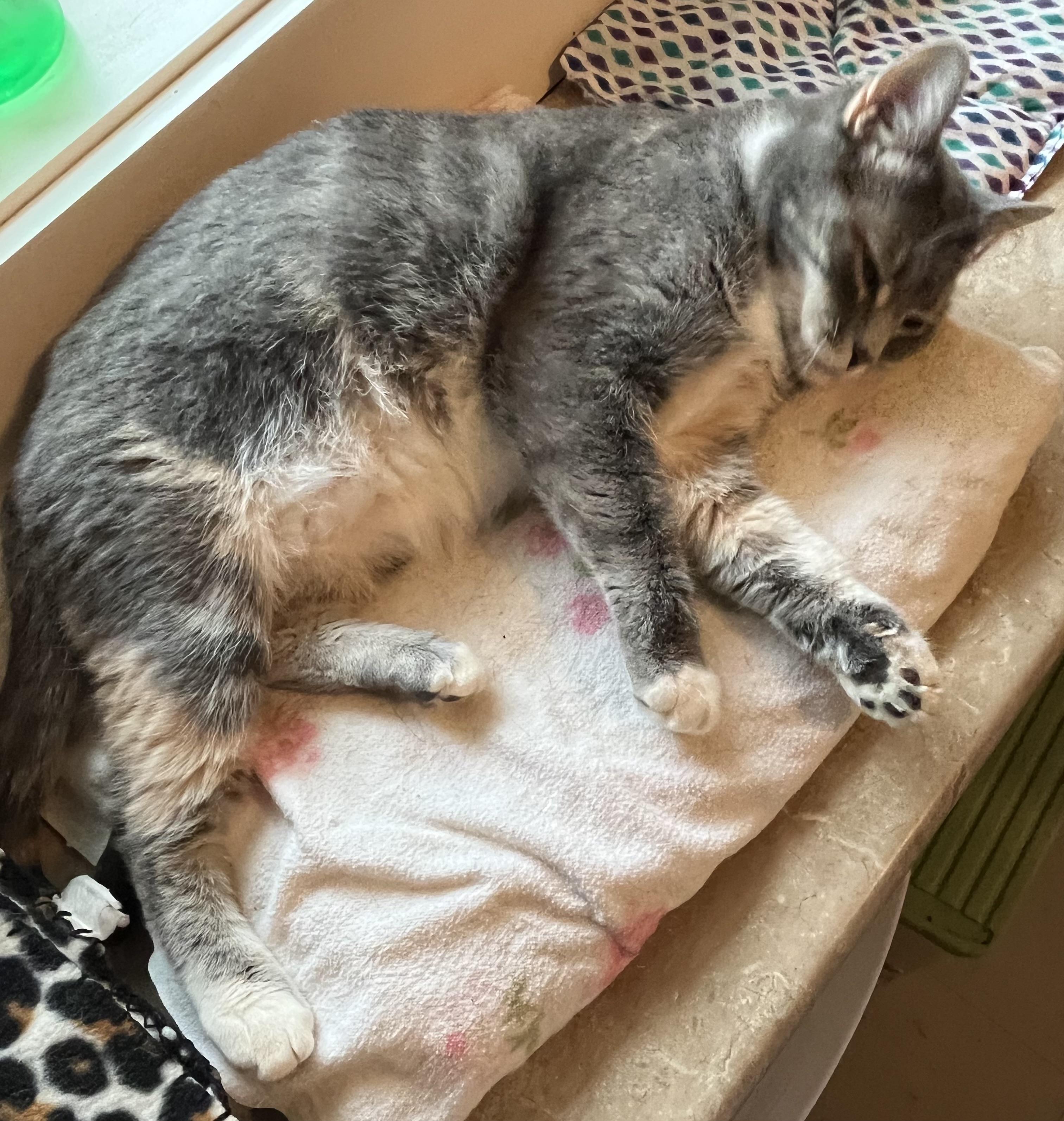 Molly, a Adoptable Domestic Short Hair in Moline, IL image 3/4