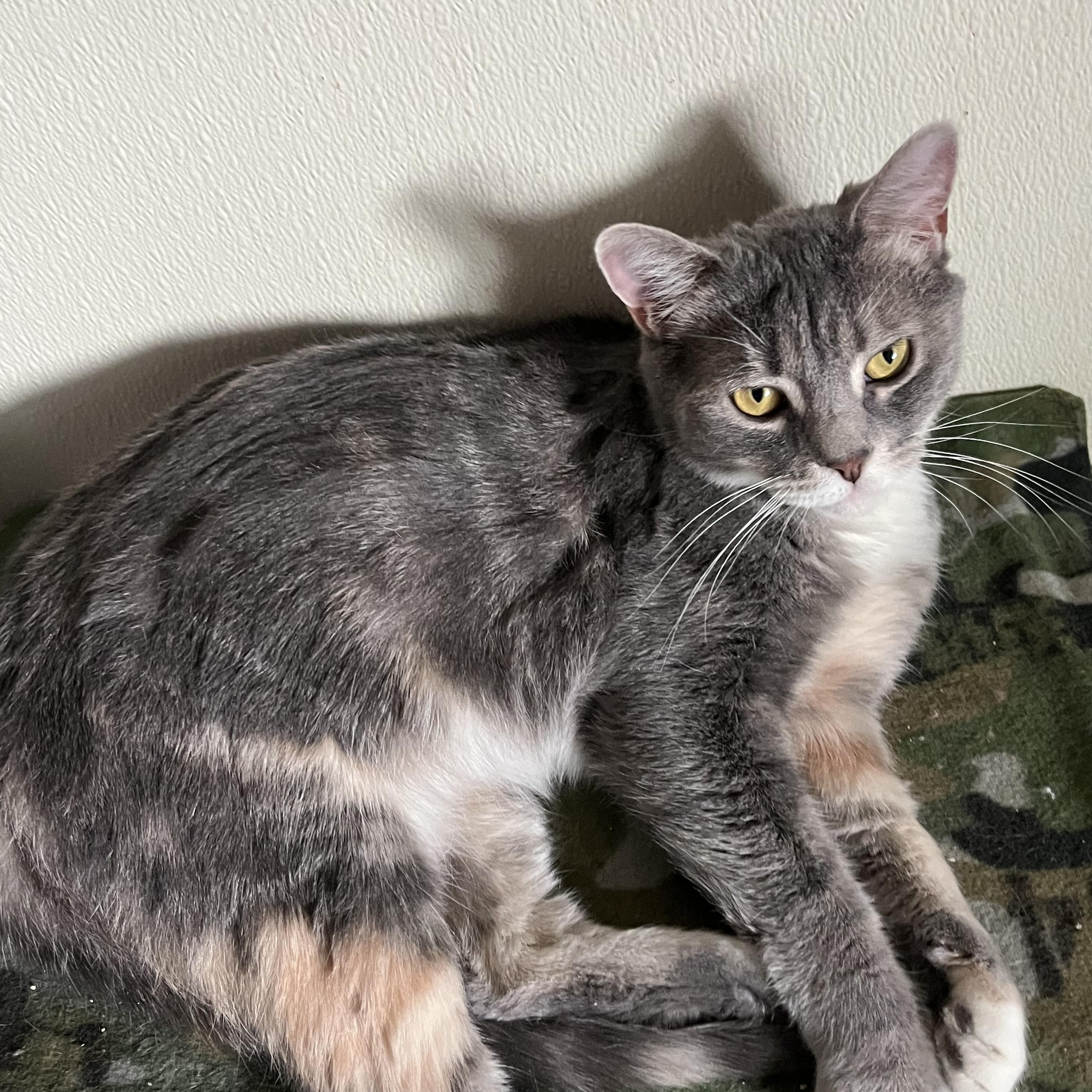 Molly, a Adoptable Domestic Short Hair in Moline, IL image 4/4