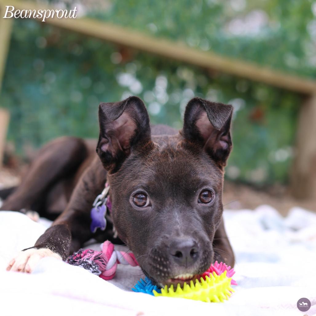 Beansprout, Adoptable, Puppy Female Chocolate Labrador Retriever & Mixed Breed.