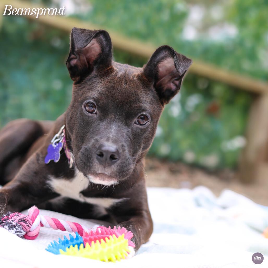 Enlarge Beansprout, a Adoptable mixed breed in Hopkinton, MA image 2/4