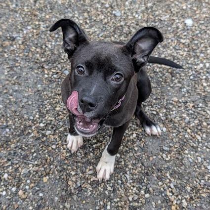 Enlarge Beansprout, a Adoptable mixed breed in Hopkinton, MA image 3/4