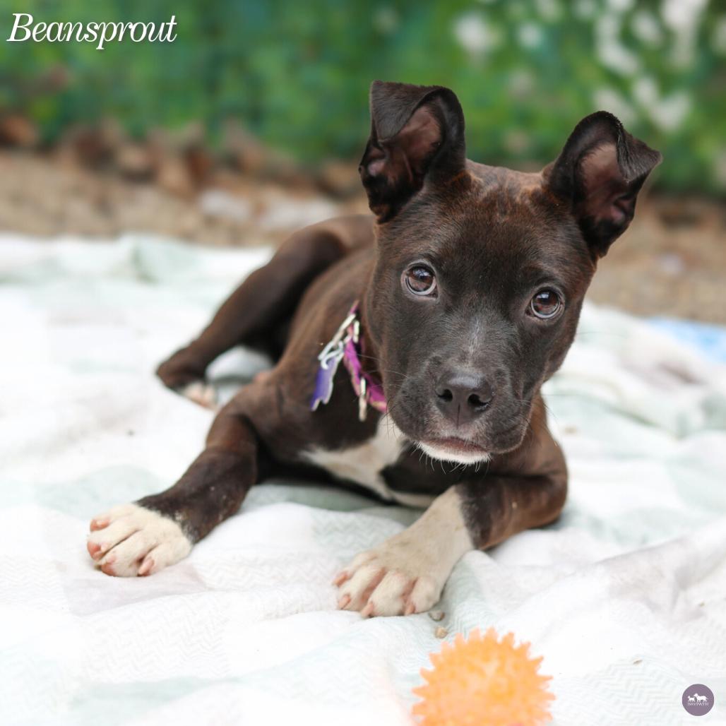 Enlarge Beansprout, a Adoptable mixed breed in Hopkinton, MA image 4/4