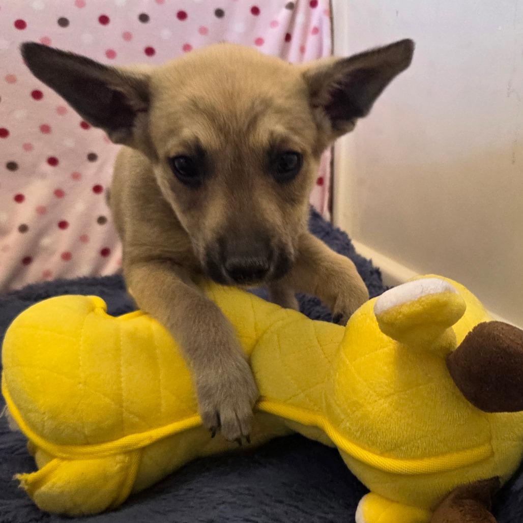 Alfred, Adoptable, Young Male Mixed Breed.