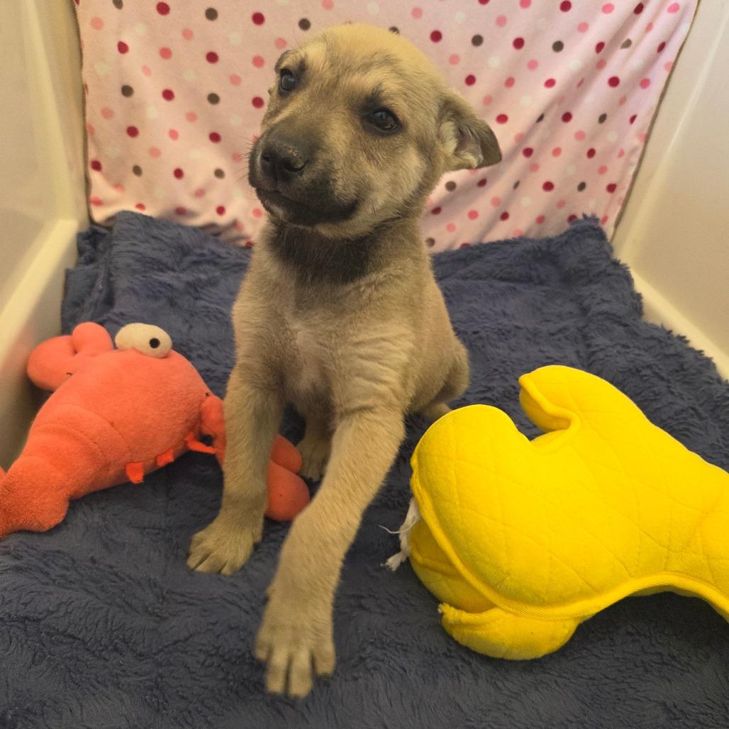 Enlarge Alfred, a Adoptable Mixed Breed in Park City, UT image 2/6
