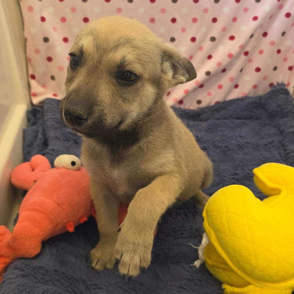 Enlarge Alfred, a Adoptable Mixed Breed in Park City, UT image 5/6