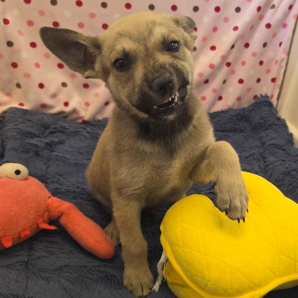 Enlarge Alfred, a Adoptable Mixed Breed in Park City, UT image 6/6