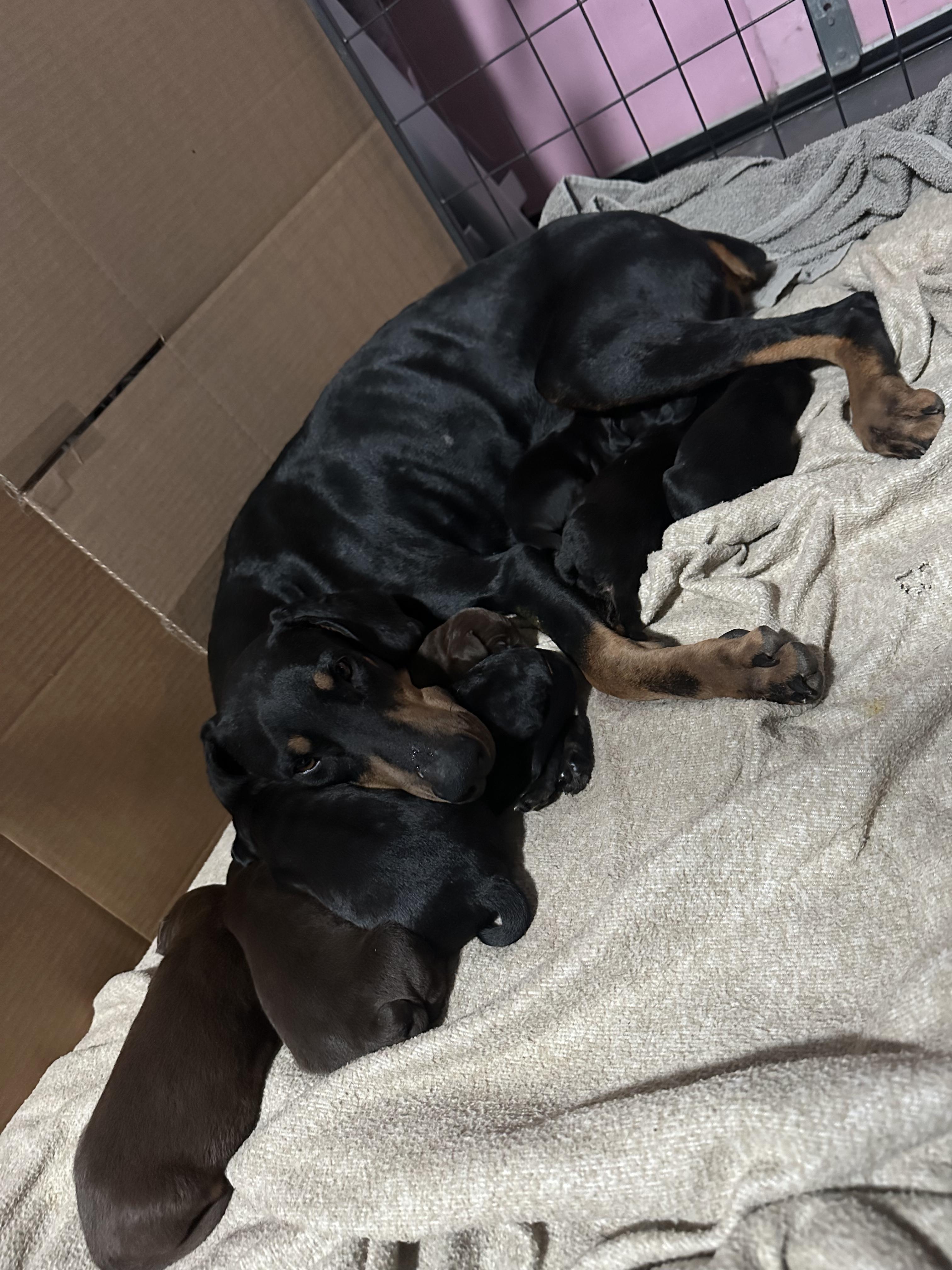 Enlarge Wilbur, an adopted mixed breed in Suffield, CT image 2/3