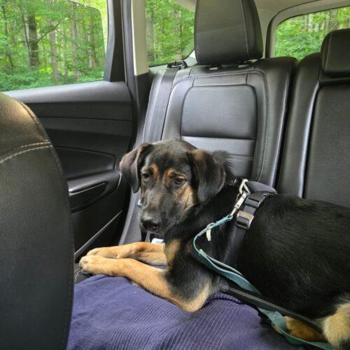 Jacko, Adoptable, Young Male Bernese Mountain Dog & Golden Retriever.