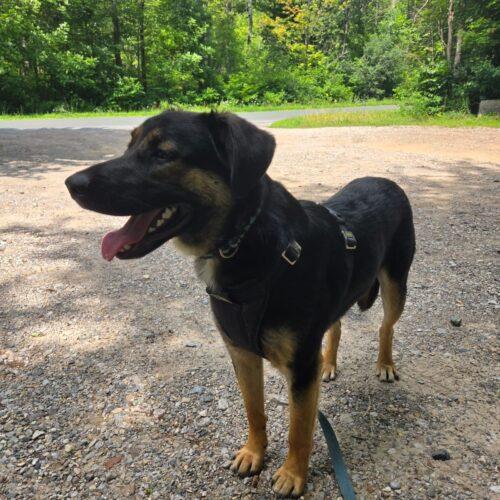 Enlarge Jacko, a Adoptable mixed breed in Vienna, ON image 2/5