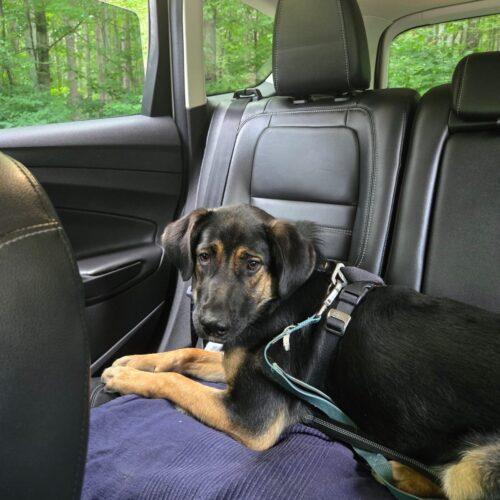 Enlarge Jacko, a Adoptable mixed breed in Vienna, ON image 3/5
