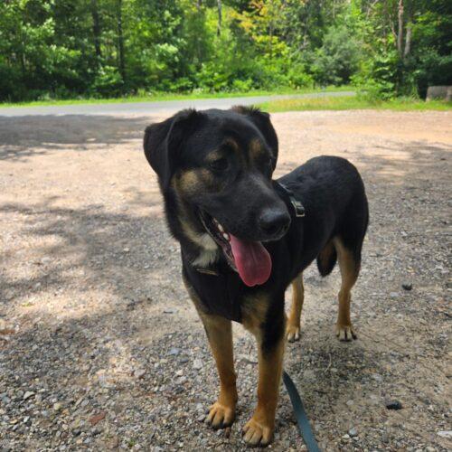 Enlarge Jacko, a Adoptable mixed breed in Vienna, ON image 4/5