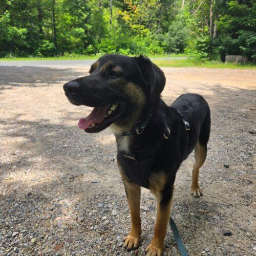 Enlarge Jacko, a Adoptable mixed breed in Vienna, ON image 5/5