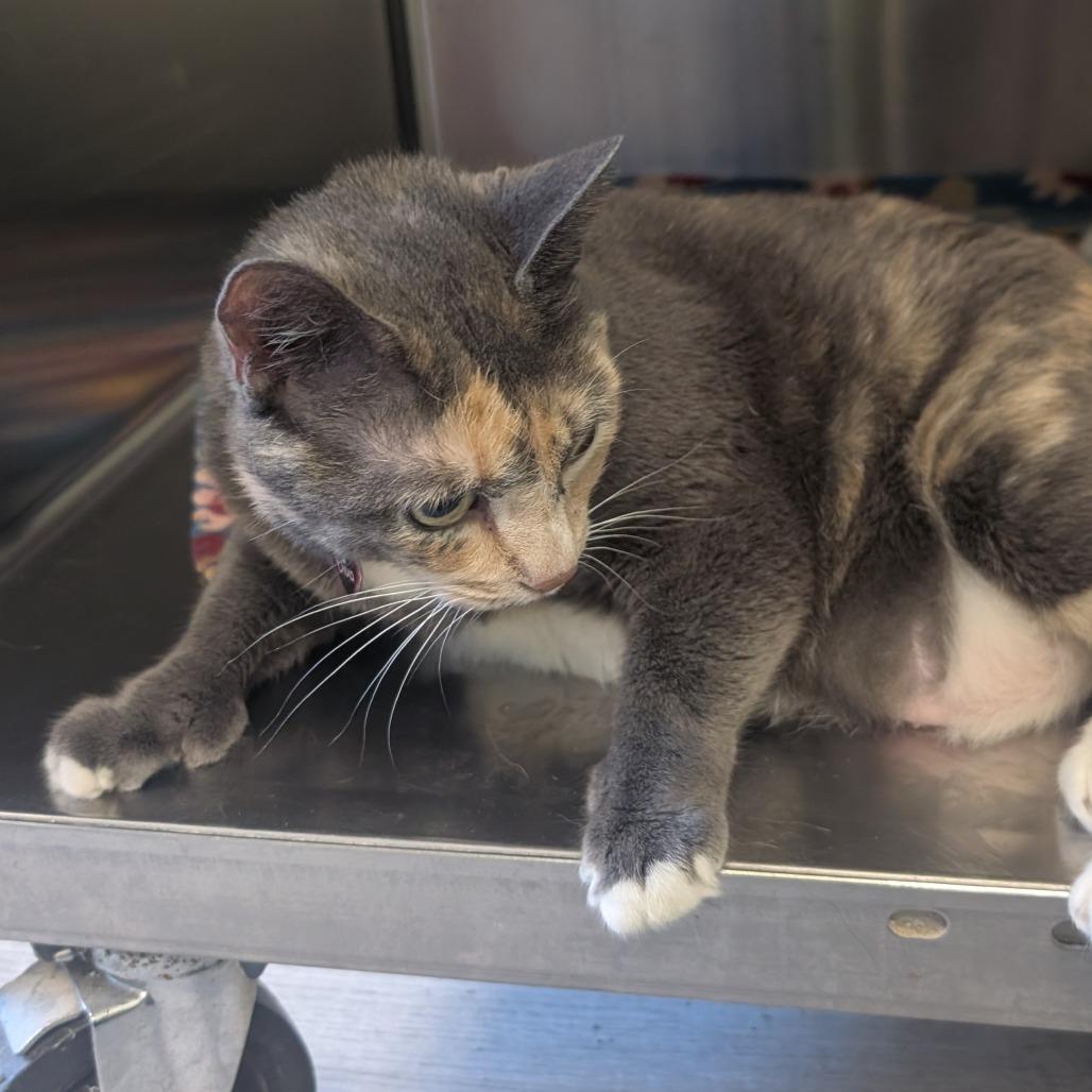 Claudia, Adoptable, Senior Female Domestic Medium Hair.