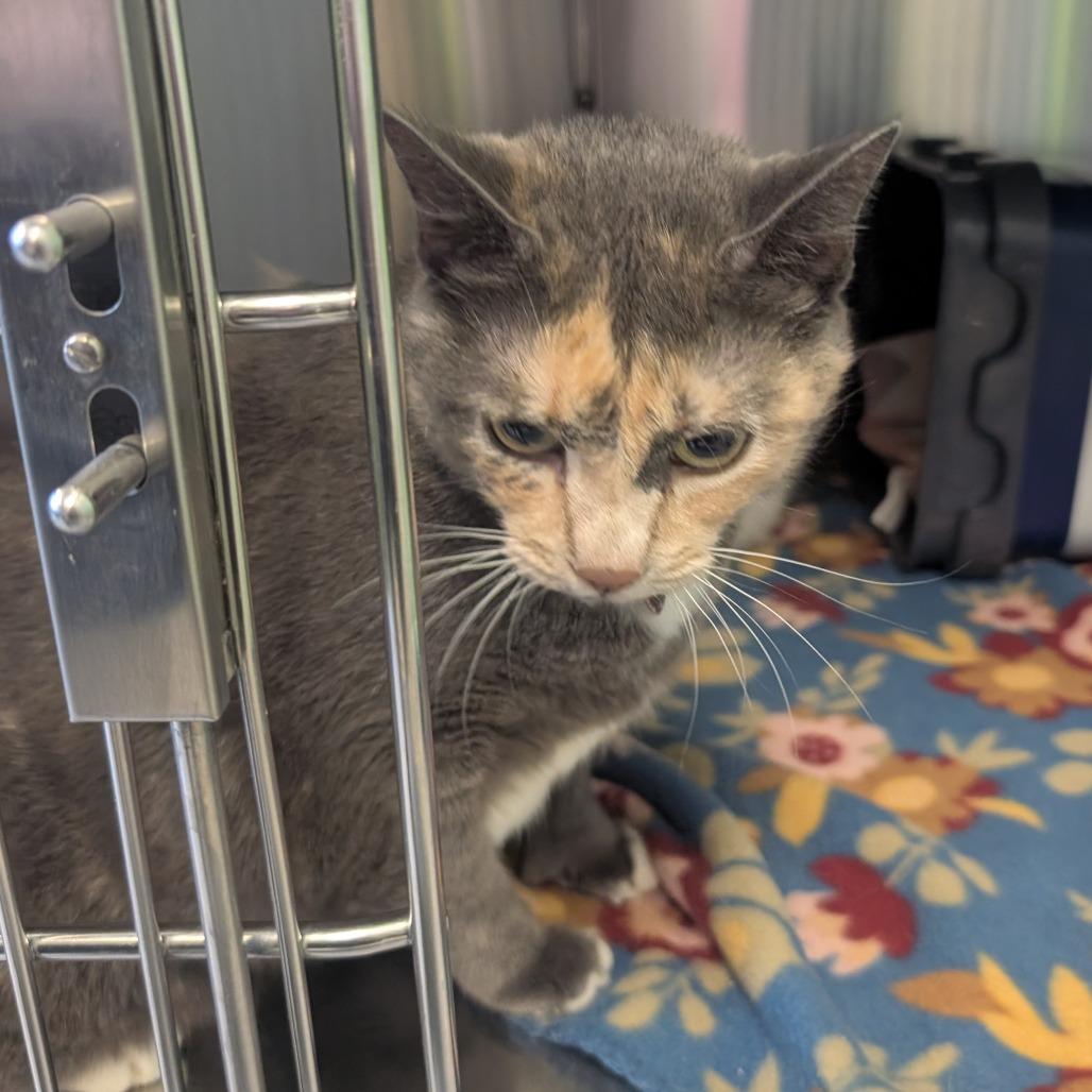 Claudia, a Adoptable Domestic Medium Hair in Emporia, KS image 2/2