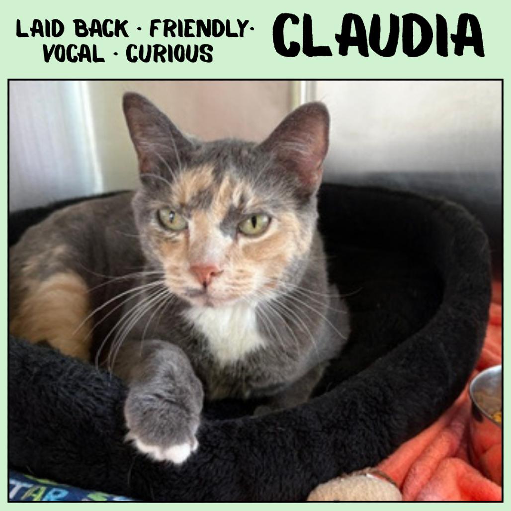 Enlarge Claudia, a Adoptable Domestic Medium Hair in Emporia, KS image 3/4