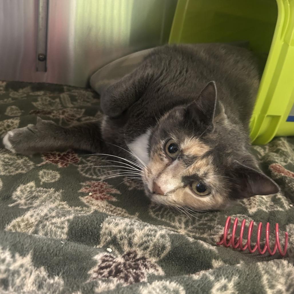 Enlarge Claudia, a Adoptable Domestic Medium Hair in Emporia, KS image 4/4