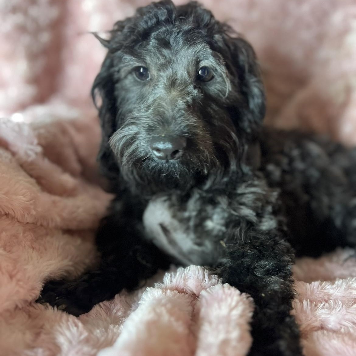 Hannah, Young Female Poodle
