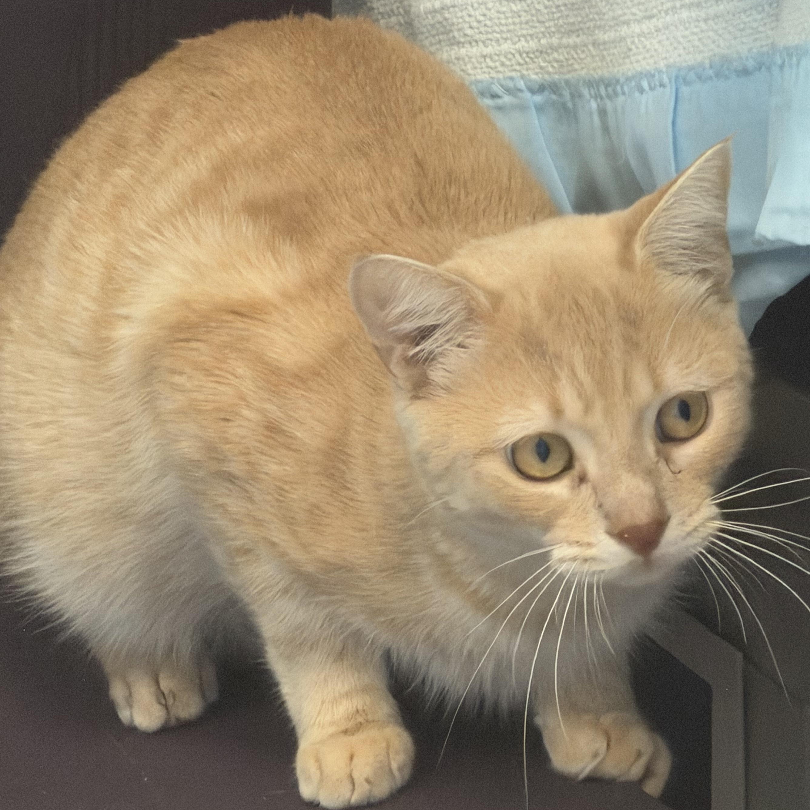Corn Flakes, Adoptable, Young Male Domestic Short Hair.