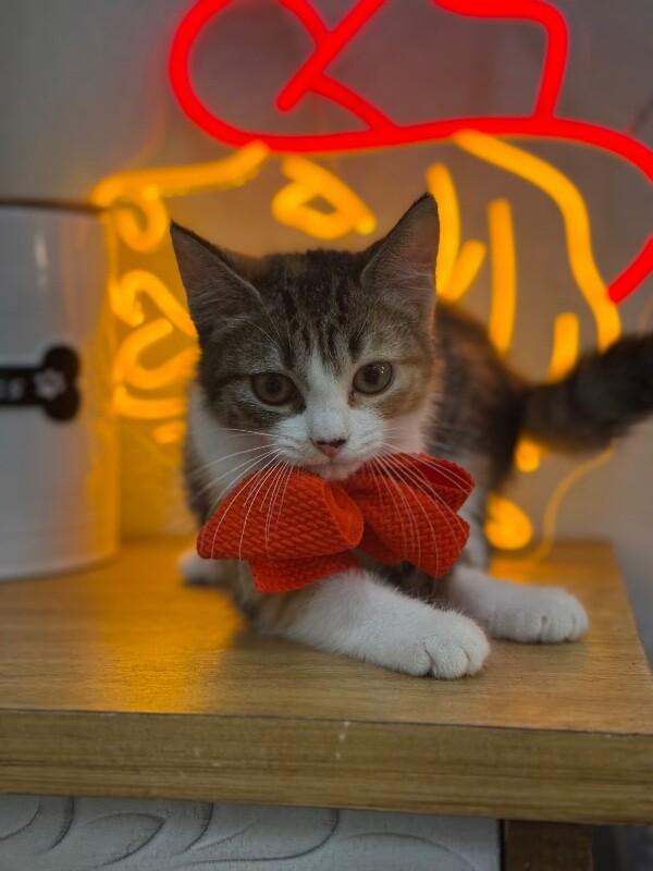 Gamora Guardians — thumbnail 4