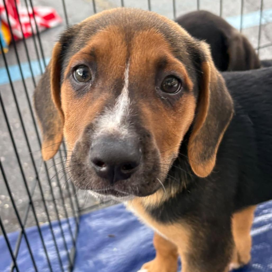 Enlarge Molly, a Adoptable mixed breed in Travelers Rest, SC image 1/1