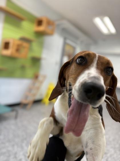 Honey, Adoptable, Adult Female Treeing Walker Coonhound & Mixed Breed.