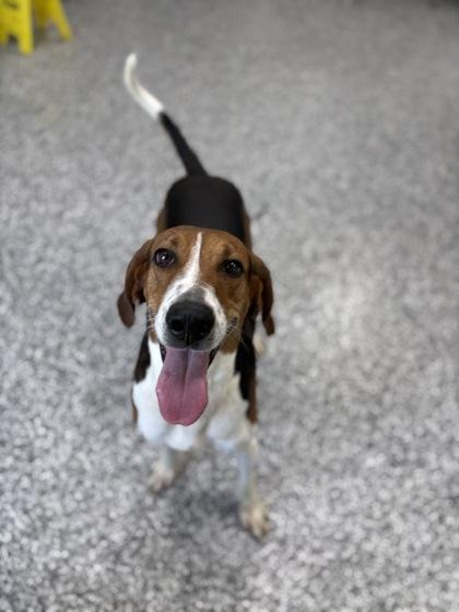 Enlarge Honey, a Adoptable mixed breed in Vincennes, IN image 2/2