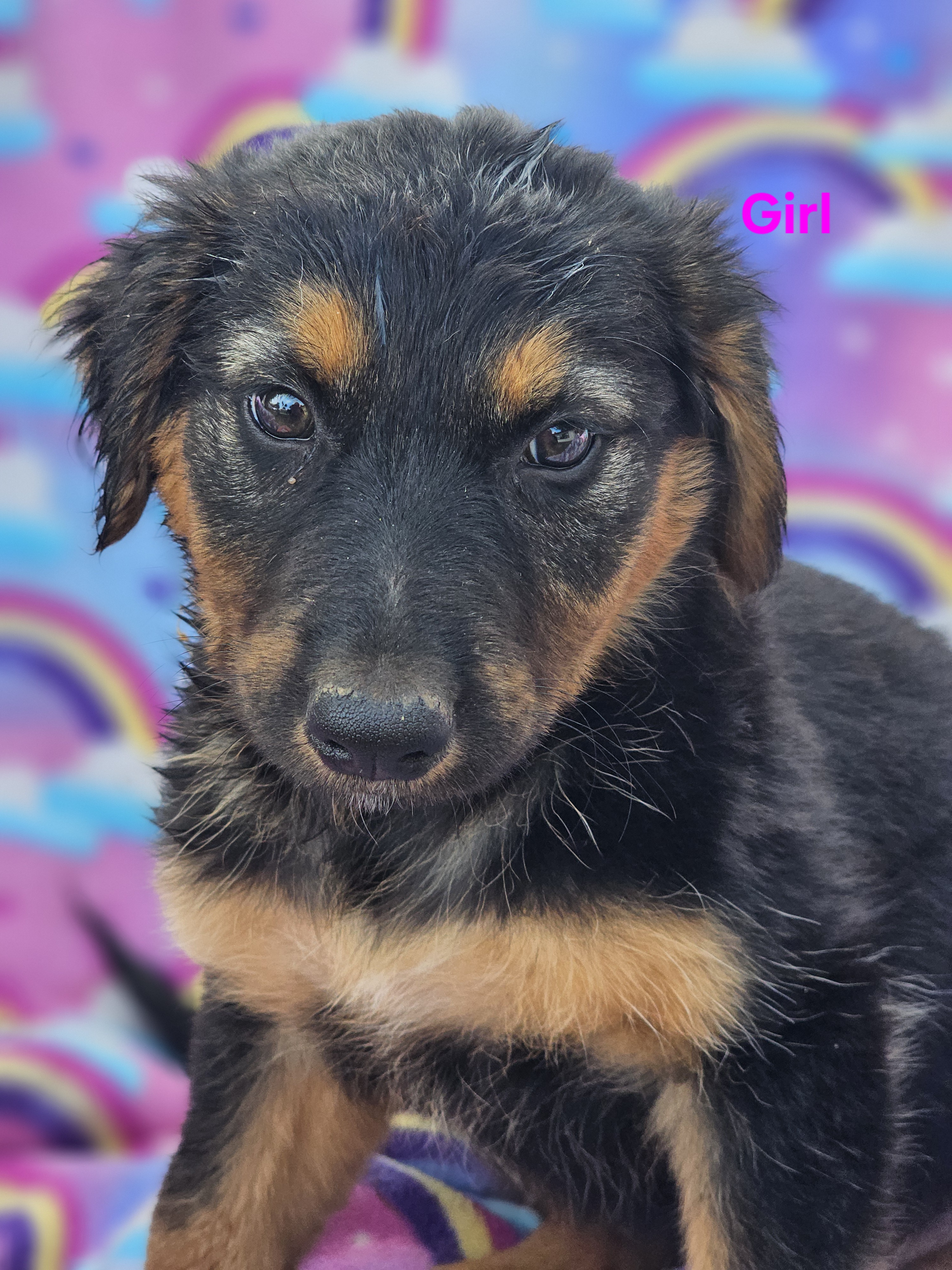 Dog for adoption Maybelline, an Australian Shepherd Mix in Burbank