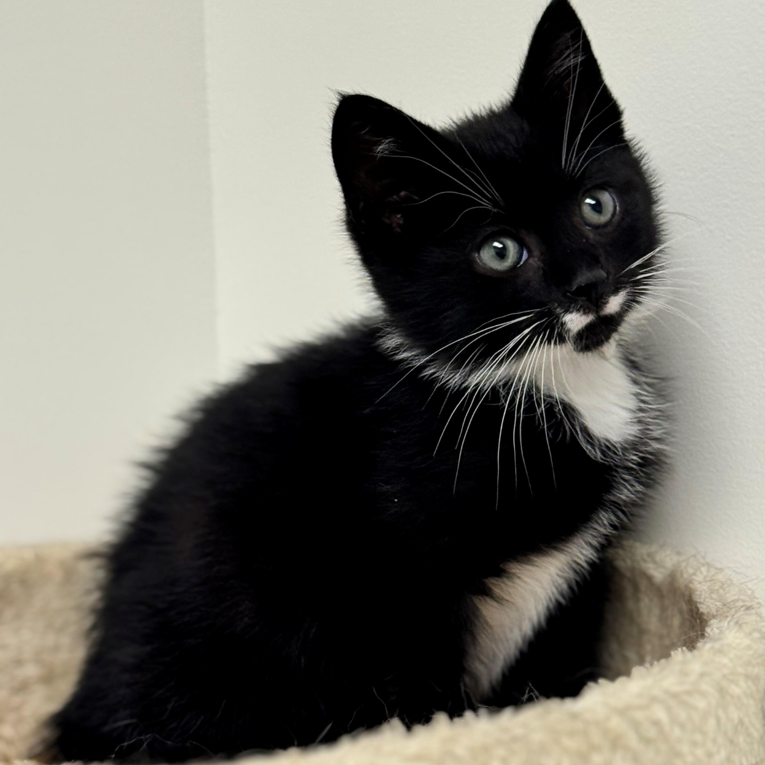 Eric, ADOPTABLE, Kitten Male Domestic Short Hair.