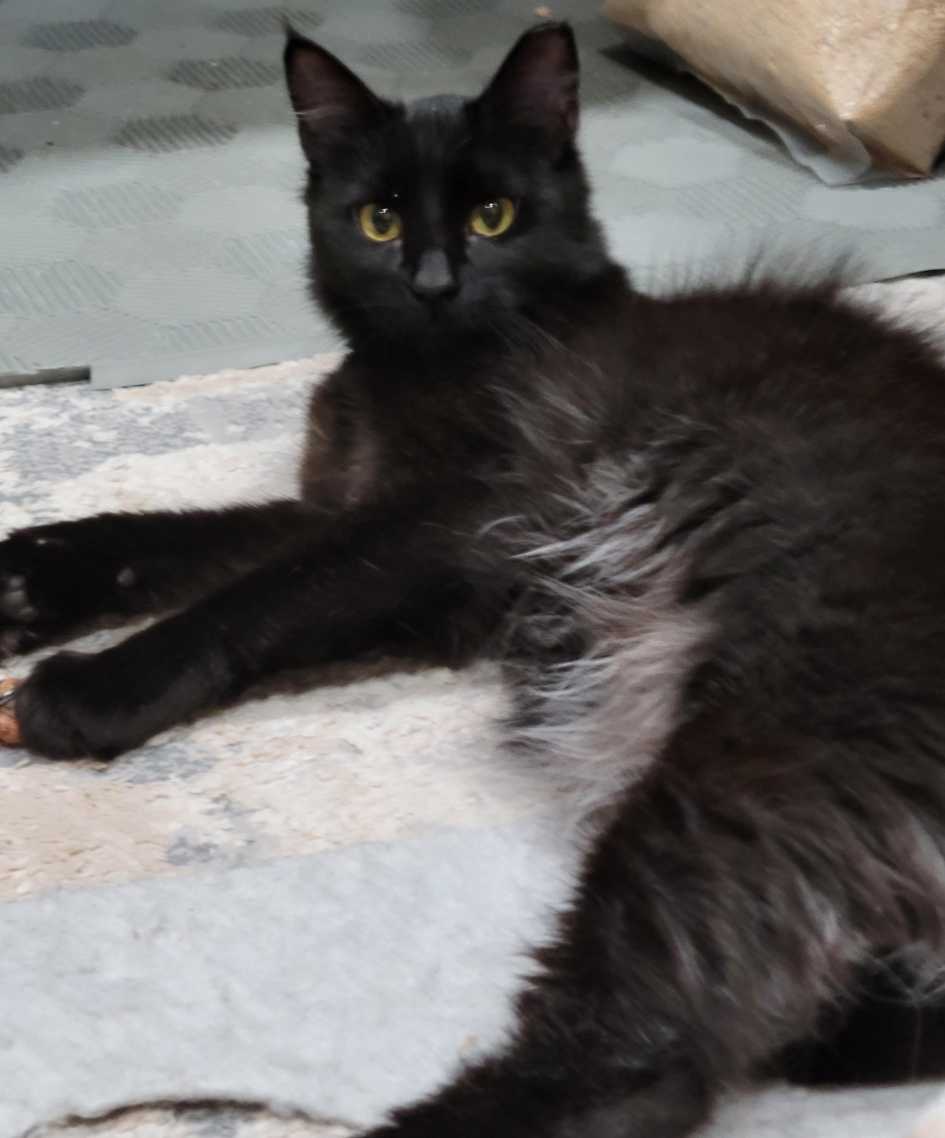 Ziggy, Adoptable, Young Male Domestic Long Hair.