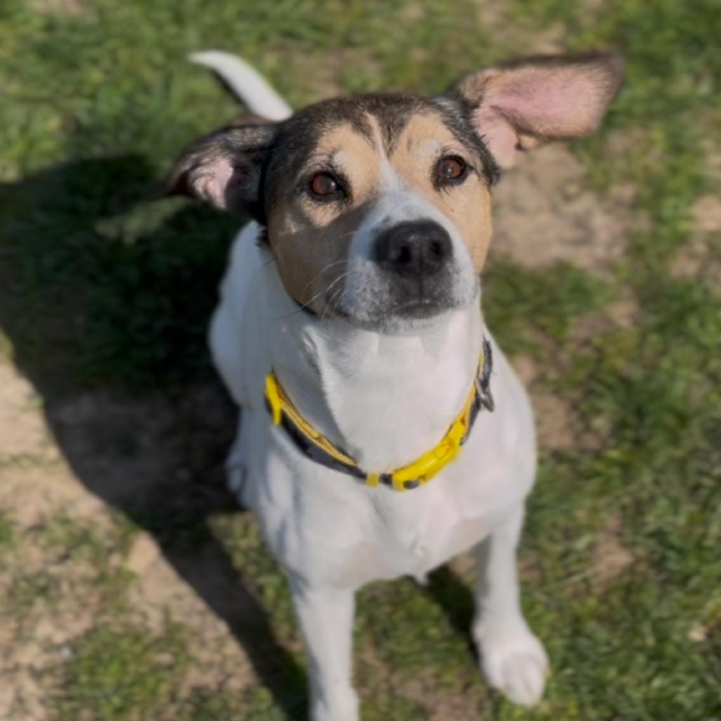 Bruce T Moose, Adoptable, Senior Male Beagle & Terrier.