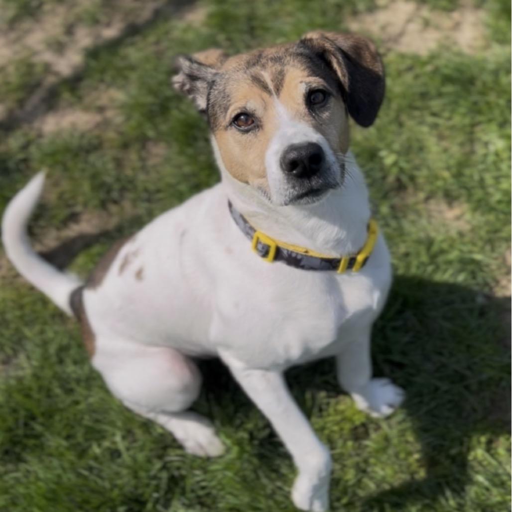 Enlarge Bruce T Moose, a Adoptable mixed breed in Marysville, OH image 3/6