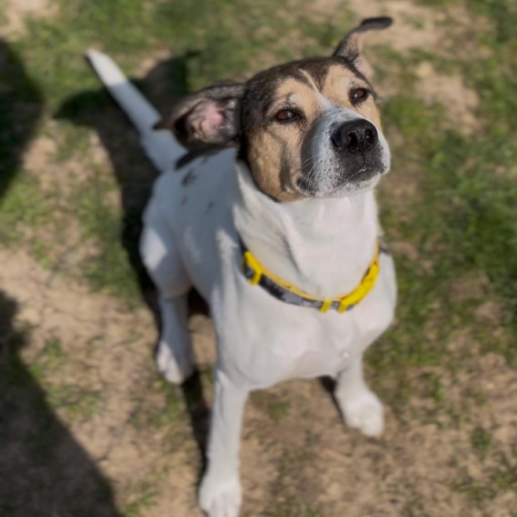 Enlarge Bruce T Moose, a Adoptable mixed breed in Marysville, OH image 4/6