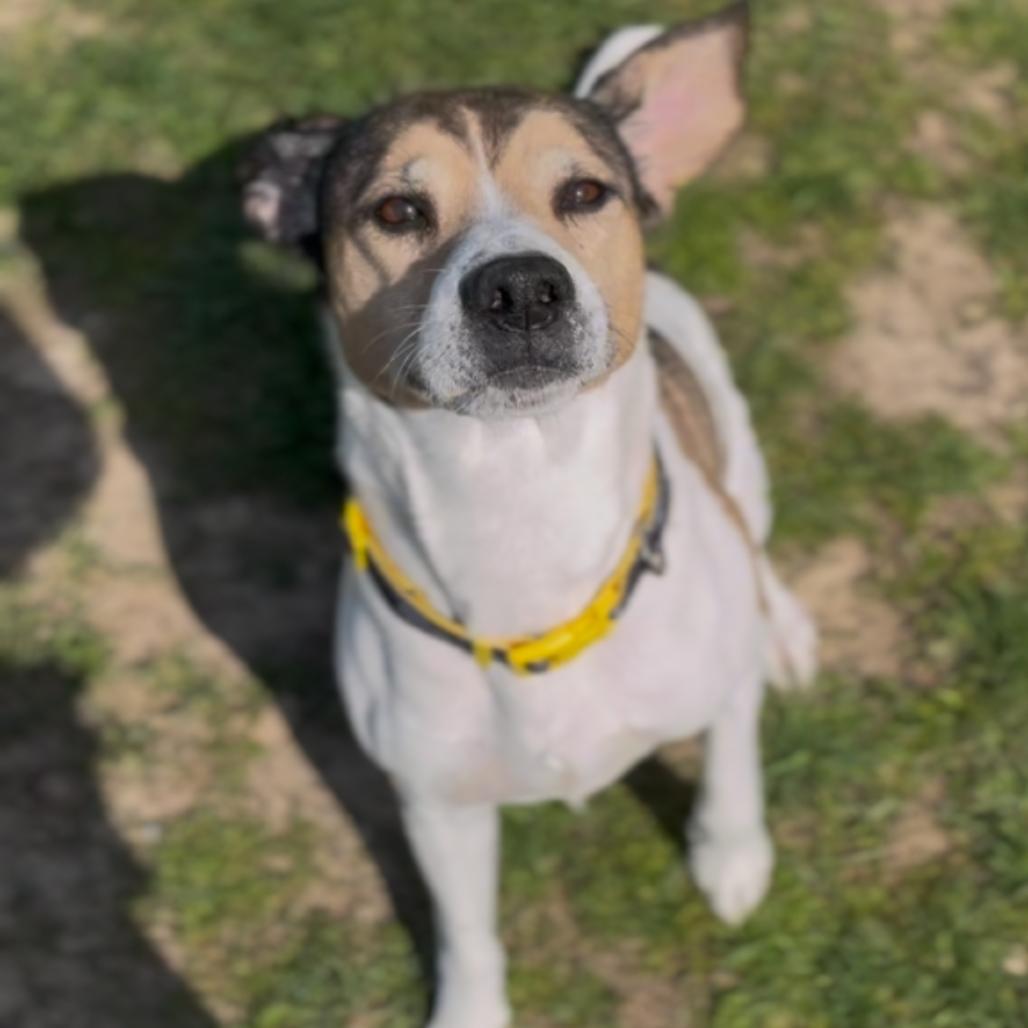 Enlarge Bruce T Moose, a Adoptable mixed breed in Marysville, OH image 5/6