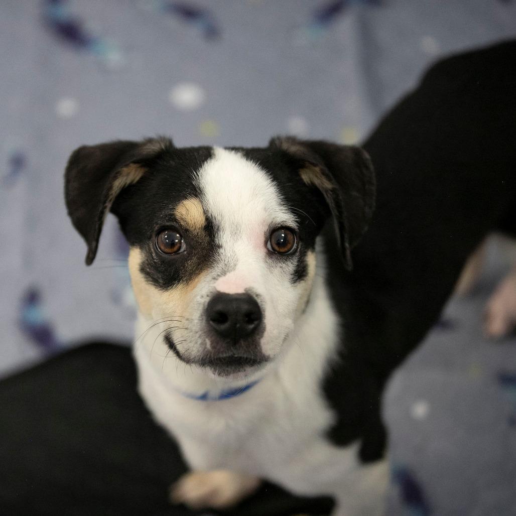 Enlarge Peanut (JA26-106), a Adoptable mixed breed in Peyton, CO image 1/6