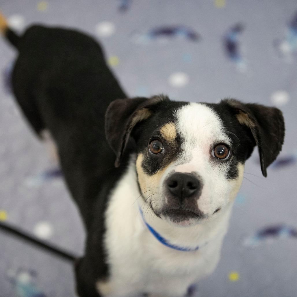 Enlarge Peanut (JA26-106), a Adoptable mixed breed in Peyton, CO image 2/6