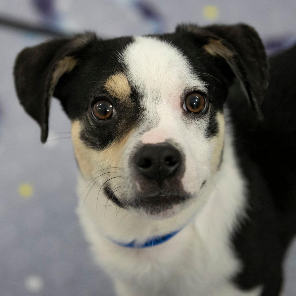 Enlarge Peanut (JA26-106), a Adoptable mixed breed in Peyton, CO image 3/6