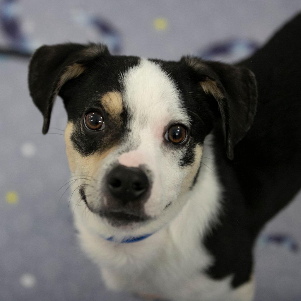 Enlarge Peanut (JA26-106), a Adoptable mixed breed in Peyton, CO image 4/6