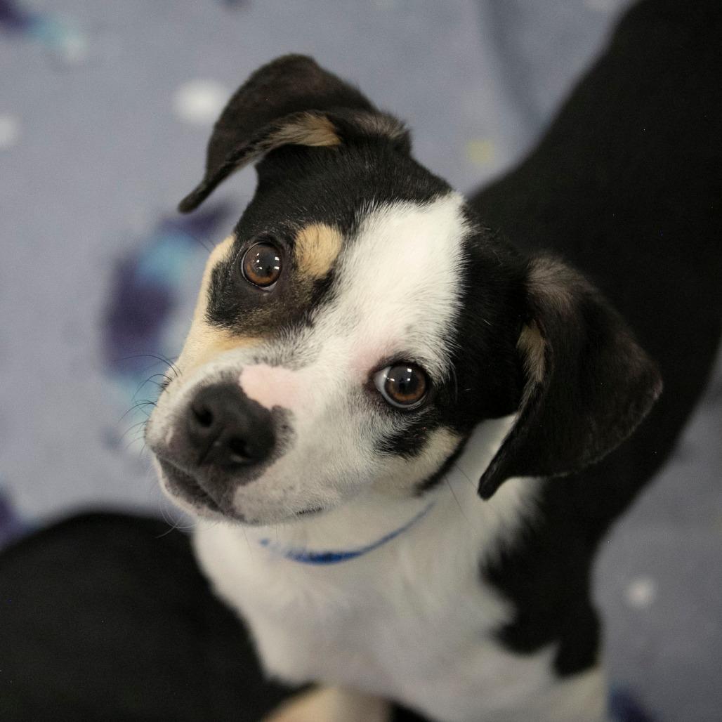 Enlarge Peanut (JA26-106), a Adoptable mixed breed in Peyton, CO image 5/6