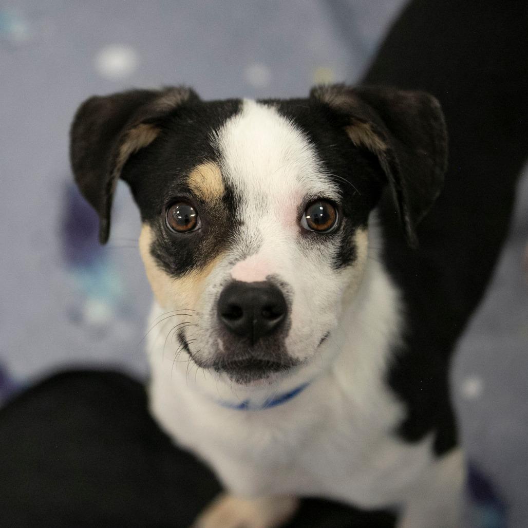 Enlarge Peanut (JA26-106), a Adoptable mixed breed in Peyton, CO image 6/6