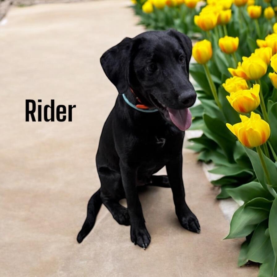 Rider photo 1