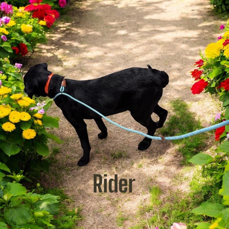 Rider thumbnail 3