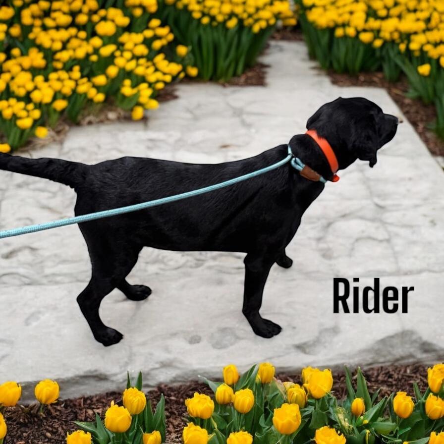 Rider thumbnail 4