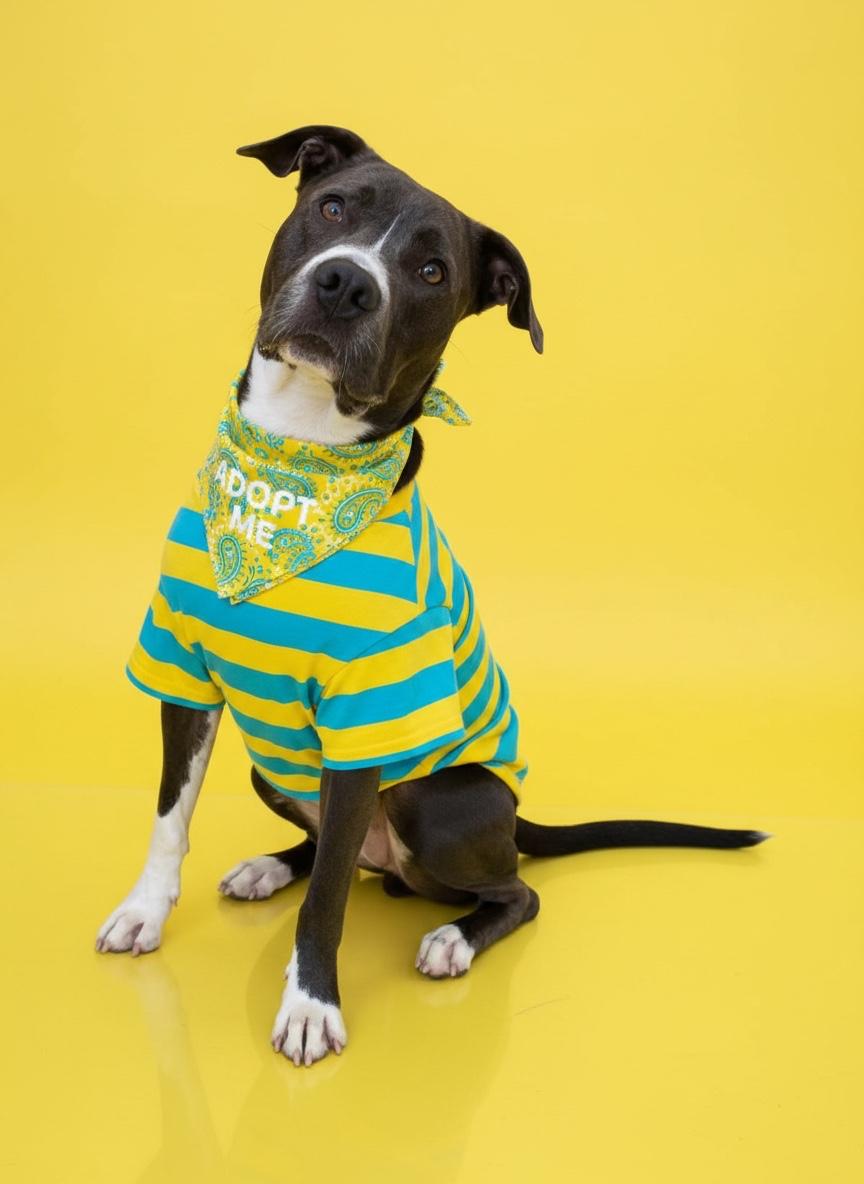 Enlarge CHUCK-IS URGENT AND OUT OF TIME, a Adoptable mixed breed in Redondo Beach, CA image 2/6