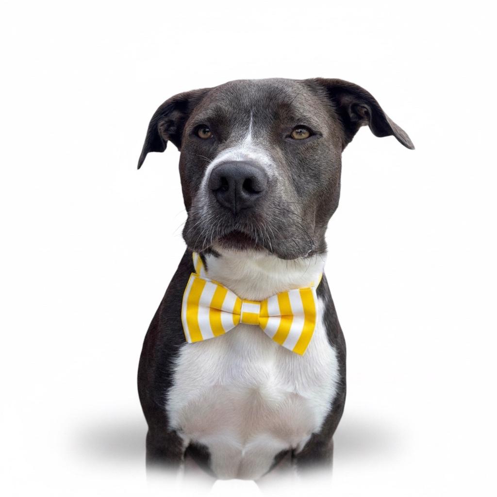 Enlarge CHUCK-IS URGENT AND OUT OF TIME, a Adoptable mixed breed in Redondo Beach, CA image 3/6
