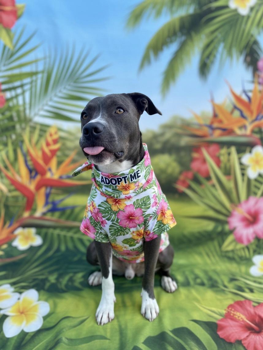 Enlarge CHUCK-IS URGENT AND OUT OF TIME, a Adoptable mixed breed in Redondo Beach, CA image 5/6