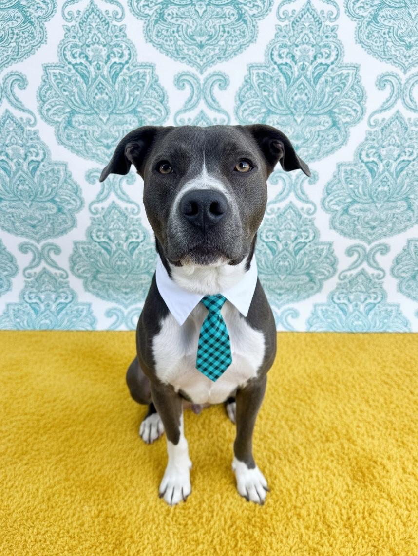Enlarge CHUCK-IS URGENT AND OUT OF TIME, a Adoptable mixed breed in Redondo Beach, CA image 6/6
